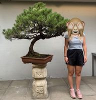 XXL Pinus Bonsai 120–160 Jahre | 116 cm Unikat