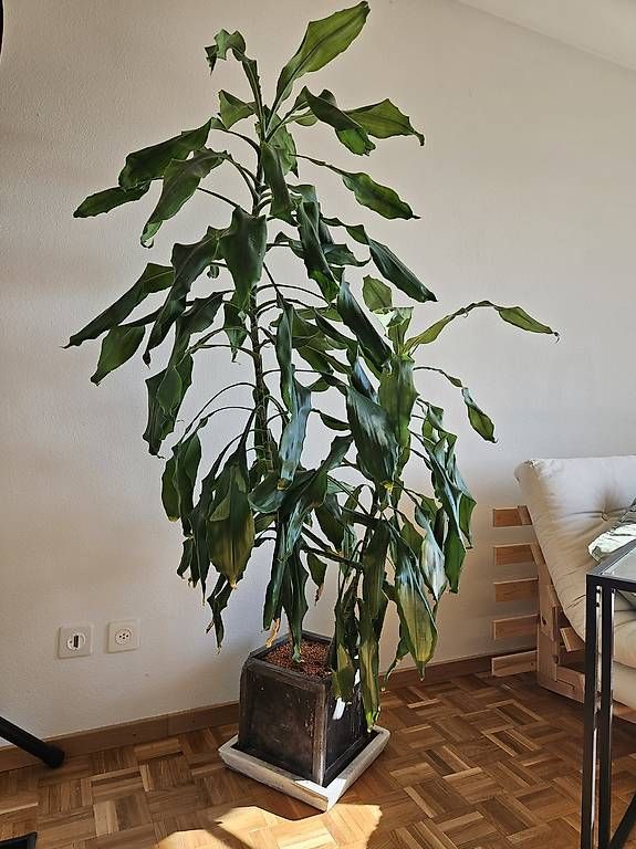 Plantes & graines: Drachenbaum / Zimmerpflanze 160cm – D'occasion à Rüschlikon par vii_ndd9 1