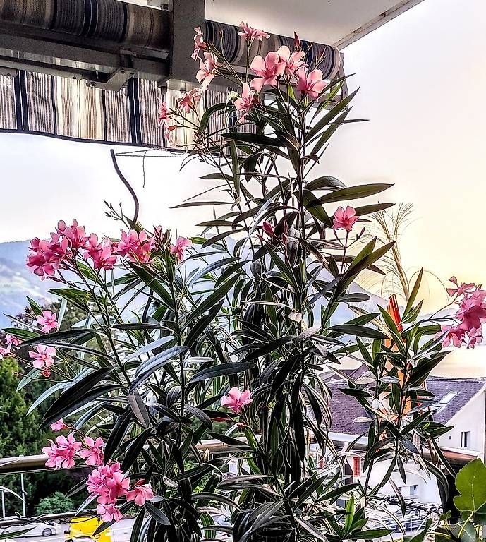 Piante & sementi: Oleander Nerium – Usato da Gersau venduto da irenja 1