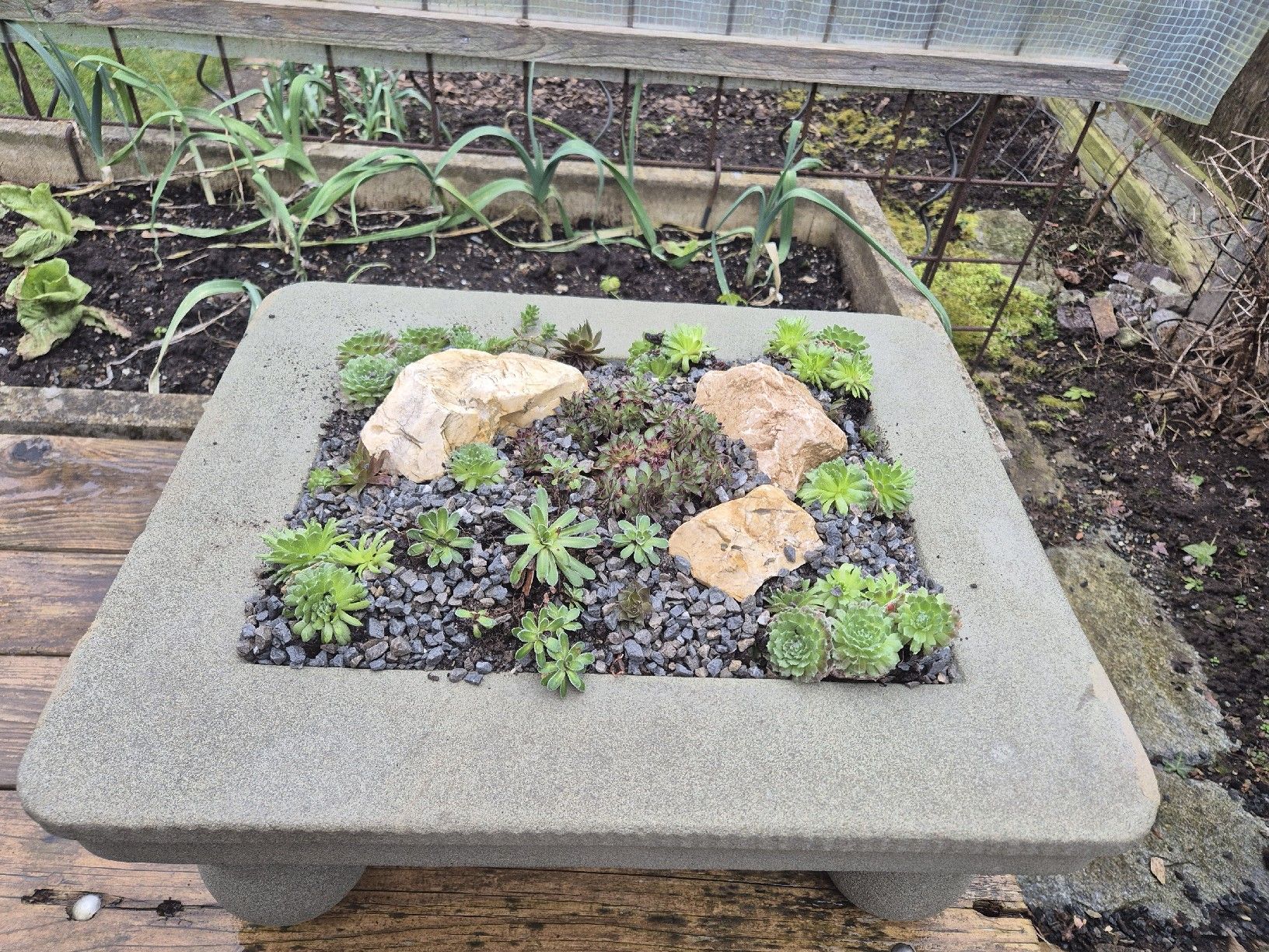 Pots de fleurs: Pflanzschale mit Hauswurz – Neuf (Voir description) à Ehrendingen par Amigo5 2