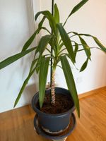 Zimmerpflanze Yucca Palme ca. 90 cm hoch