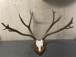 Trophäe David Hirsch Asien