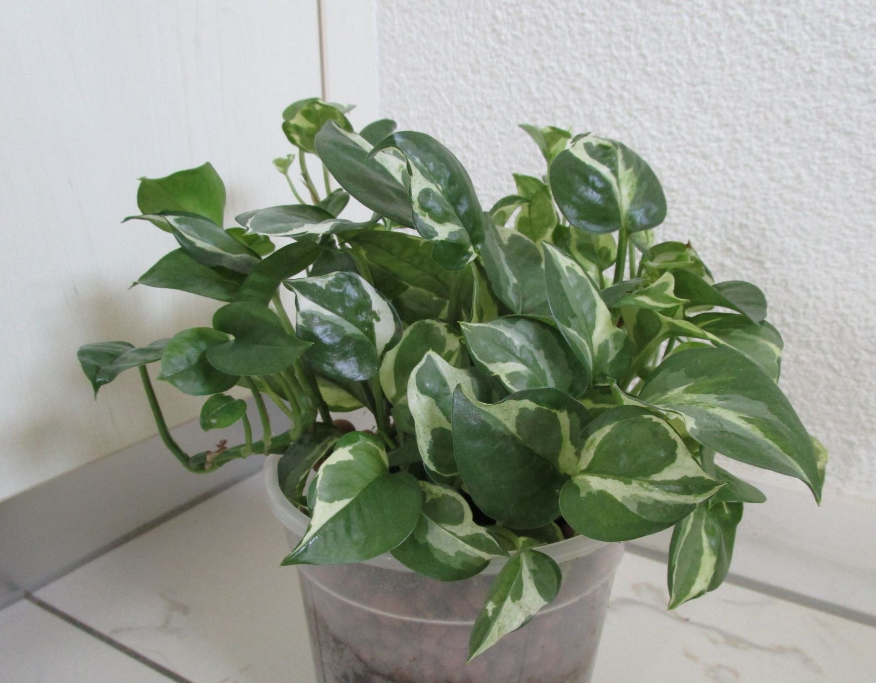 Piante & sementi: Echte Pflanze – Usato da Langenthal venduto da majarose