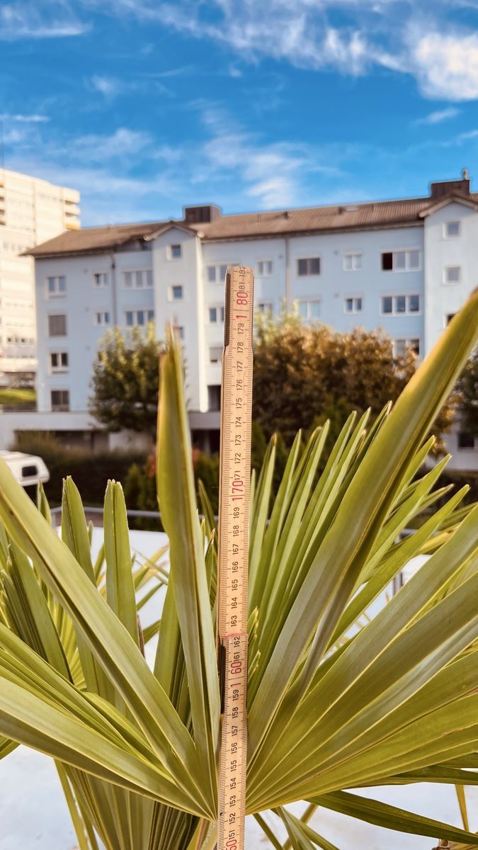 Piante & sementi: Fächerpalme 150cm – Usato da Pfäffikon SZ venduto da wino1 1