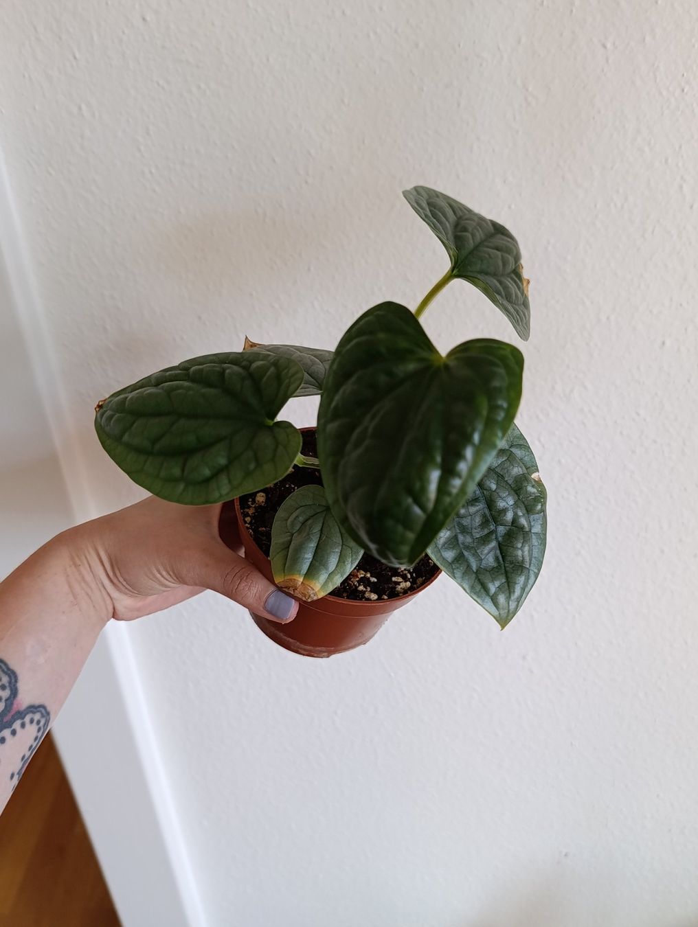 Piante & sementi: Anthurium Luxurians Babypflanze – Usato da Baar venduto da L.isa28 1