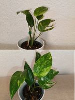 Epipremnum Pinnatum "Kujang" Yellow Flame