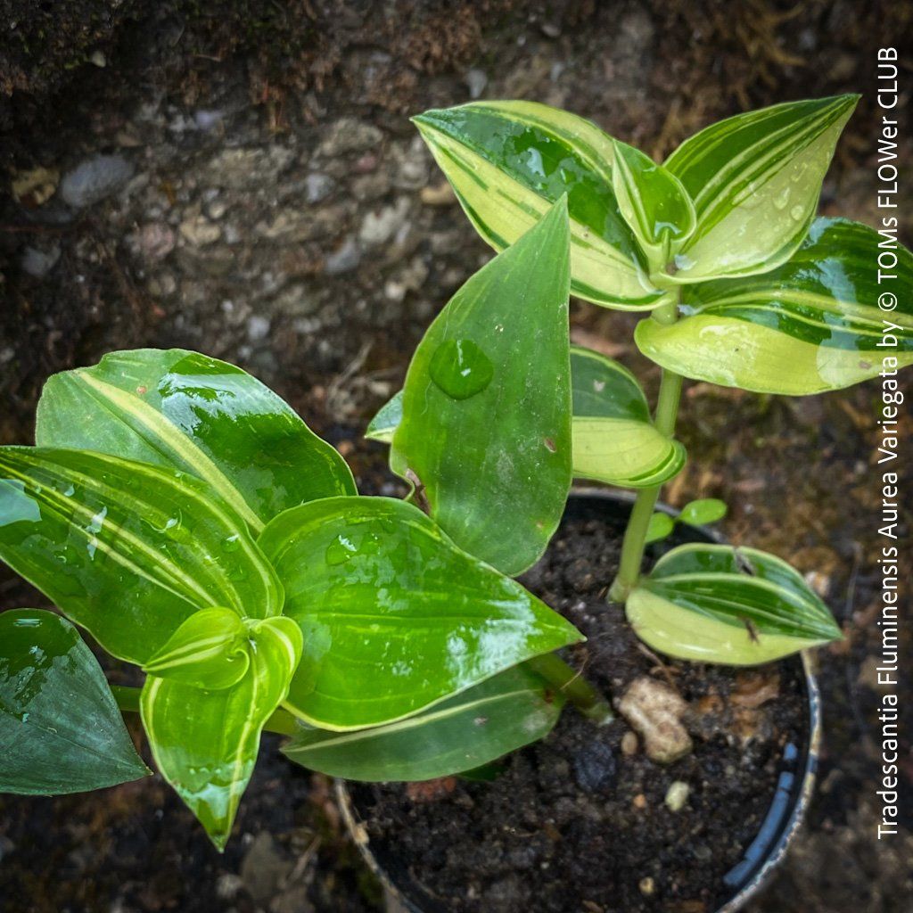 Piante & sementi: Tradescantia Fluminensis Aurea Variegata - 1Blickfang – Nuovo e nell'imballaggio originale da Adliswil venduto da MarkyForest 2
