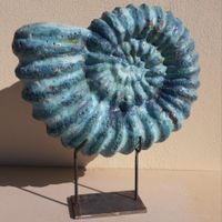Grand ammonite bleue