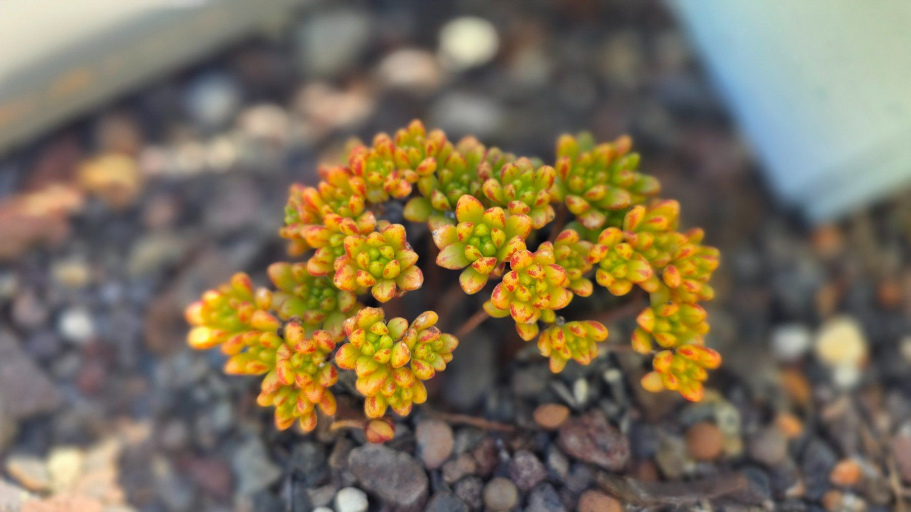 Piante & sementi: Aeonium sedifolium – Nuovo (secondo la descrizione) da Zürich venduto da The_Plant_Wizard