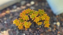 Aeonium sedifolium