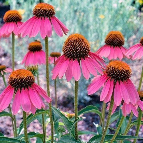 Piante & sementi: 100 Samen ECHINACEA Purpurea Staude – Nuovo (secondo la descrizione) da Ehrendingen venduto da VerveinaSamen 4