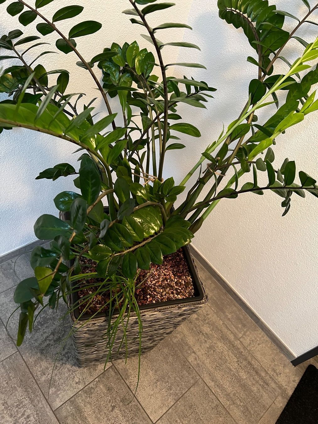Pflanzen & Samen: Zamioculcas Zamiifolia Glücksfeder – Gebraucht aus Balzers von Alannah 1