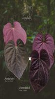 Anthurium Antolakii/Bvep RF x Ra1 s1