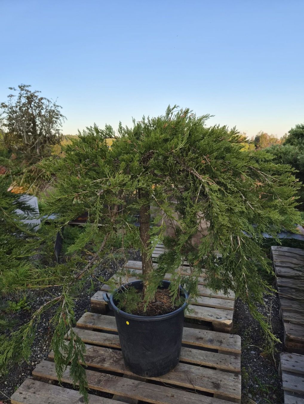 Piante & sementi: Juniperus ‘Mint Julep’ – Usato da Forch venduto da WeberC 1