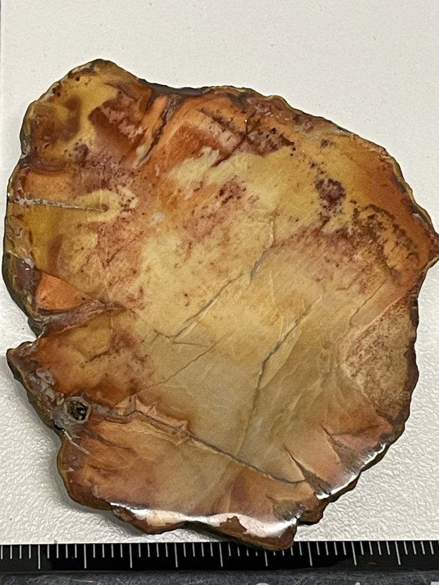 Minerali & Pietre curative: Heilstein versteinertes Holz – Usato da Rümlang venduto da euqinom16 1