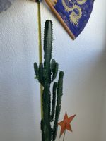 ⭕ Schöne Euphorbia Kaktee🌵 Zimmerpflanze 👍🏼 0767-742642
