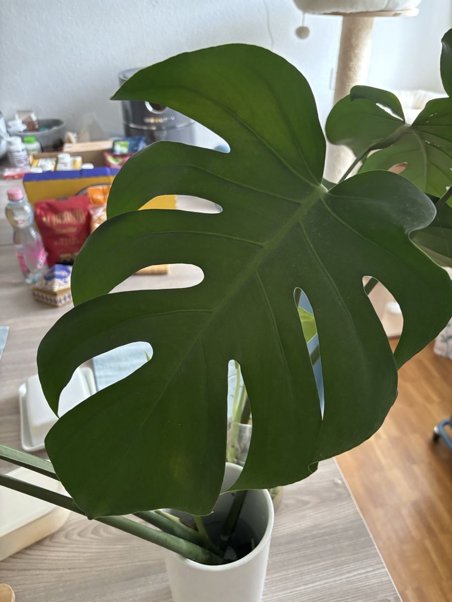 Piante & sementi: Monstera Ableger mit Wurzeln – Nuovo (secondo la descrizione) da Zürich venduto da birokitti 3