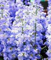 Matthiola Incana GROSSBLÜTIG HELLBLAU 30 Samen