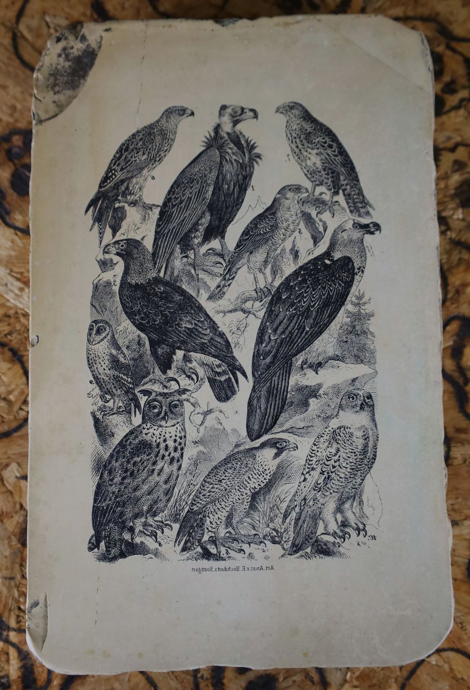 Grafica & Litografie: Lithographiestein "Adler, Geier, Eule, Falke" – Usato da Birrwil venduto da brandschatz_birrwil 2