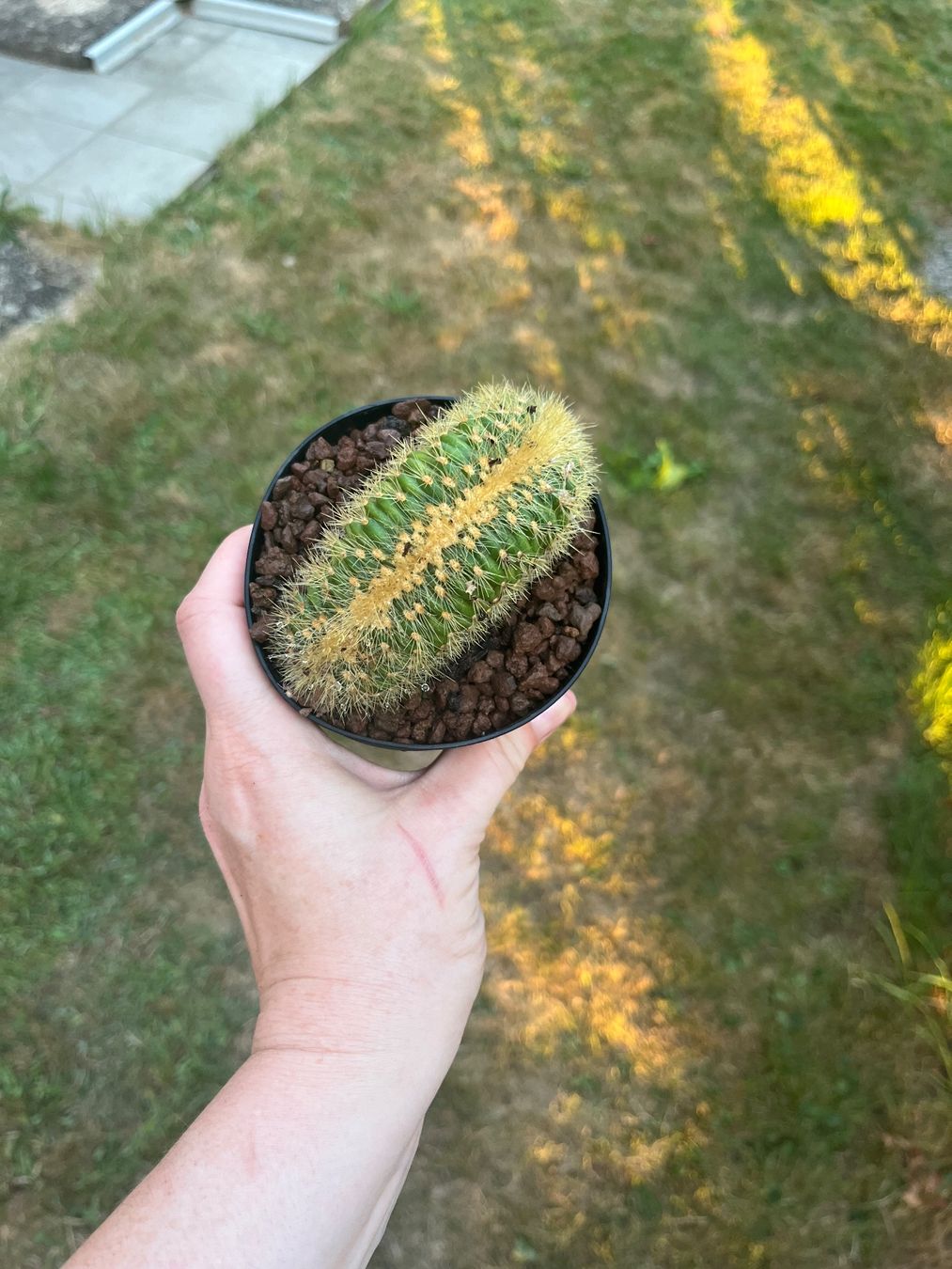 Plantes & graines: Cactus – D'occasion à Porrentruy par Madamebovary 3