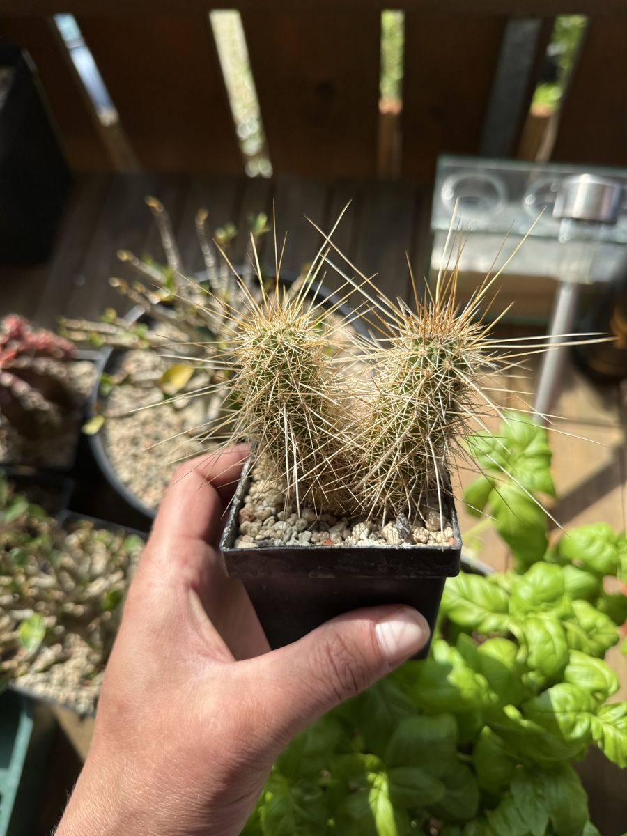 Piante & sementi: Echinocereus apachensis – Usato da Rorbas venduto da SimS0n 3