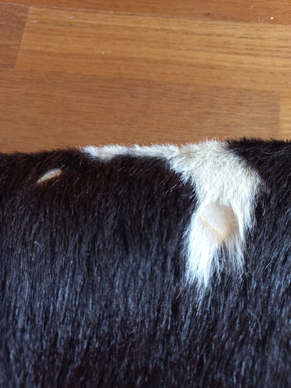 Borse & Zaini: Schulthek/Schulsack Kuhfell – Usato da Marthalen venduto da Mama-Arnold 3