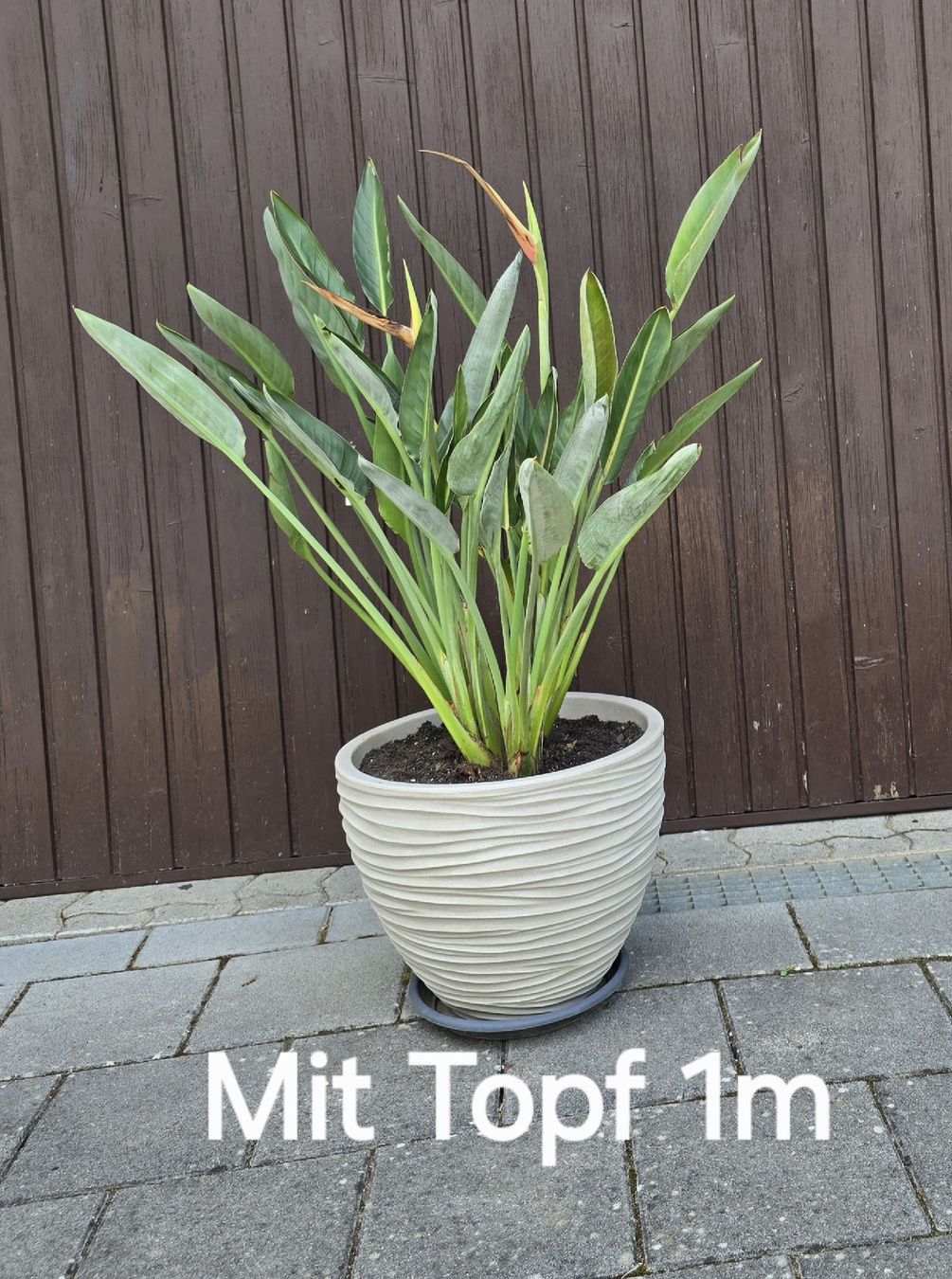 Piante & sementi: Strelitzia reginae inkl. Topf – Nuovo (secondo la descrizione) da Aarburg venduto da popkorn65
