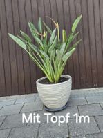 Strelitzia reginae inkl. Topf