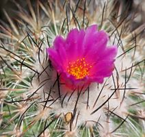 Kakteen, Pflanze, Gymnocactus viereckii