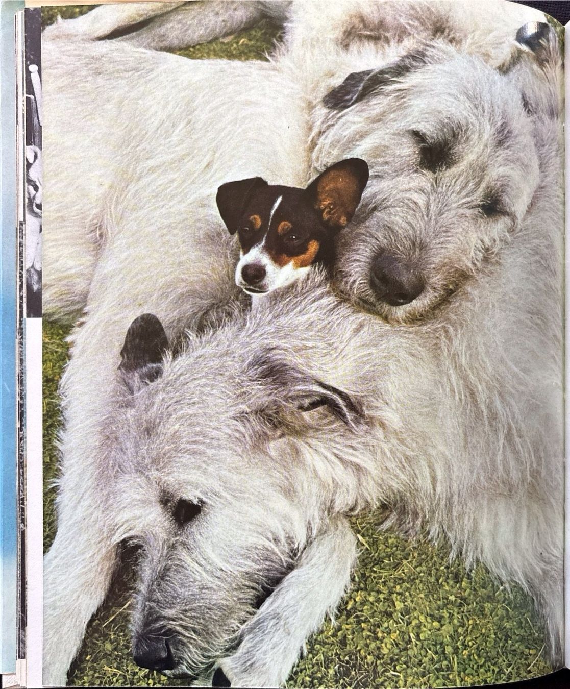Libri: Hunde die wir lieben – Usato da Sarnen venduto da Livres 6