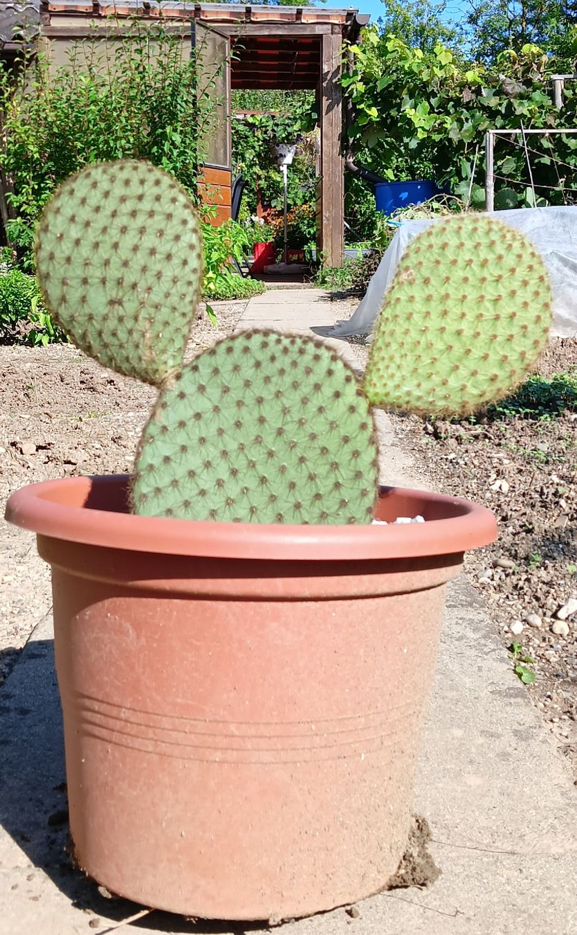 Piante & sementi: Opuntia Scheeri – Nuovo (secondo la descrizione) da Augst BL venduto da Betsileo 1