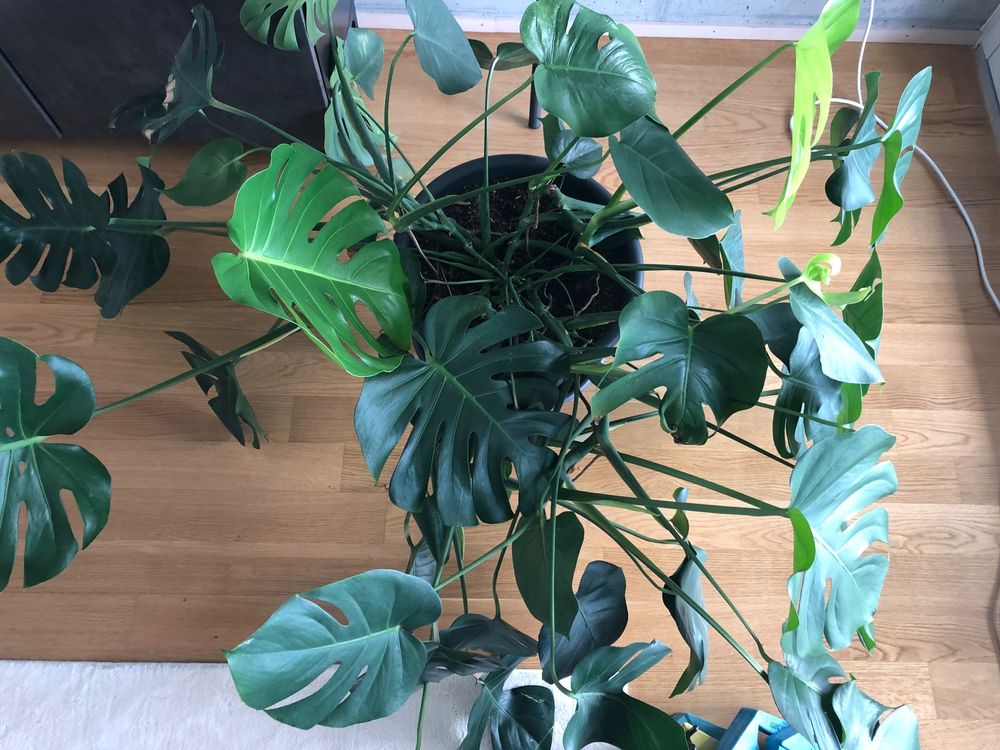Riesen Monstera mit neuen Blättern Acheter sur Ricardo