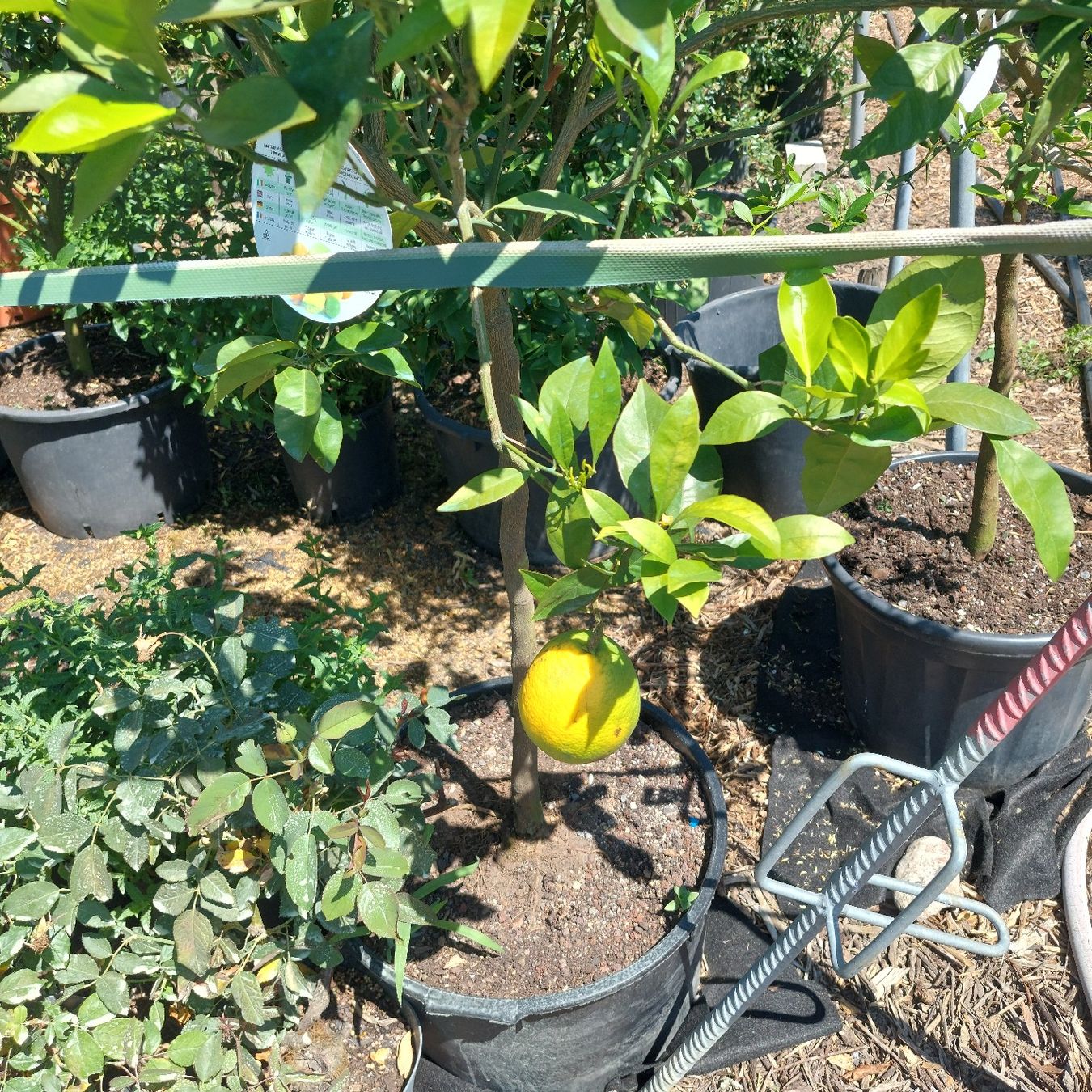Piante & sementi: Zitronenbaum mit Frucht im Topf  – Usato da Honau venduto da Blazer1