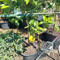 Zitronenbaum mit Frucht im Topf 