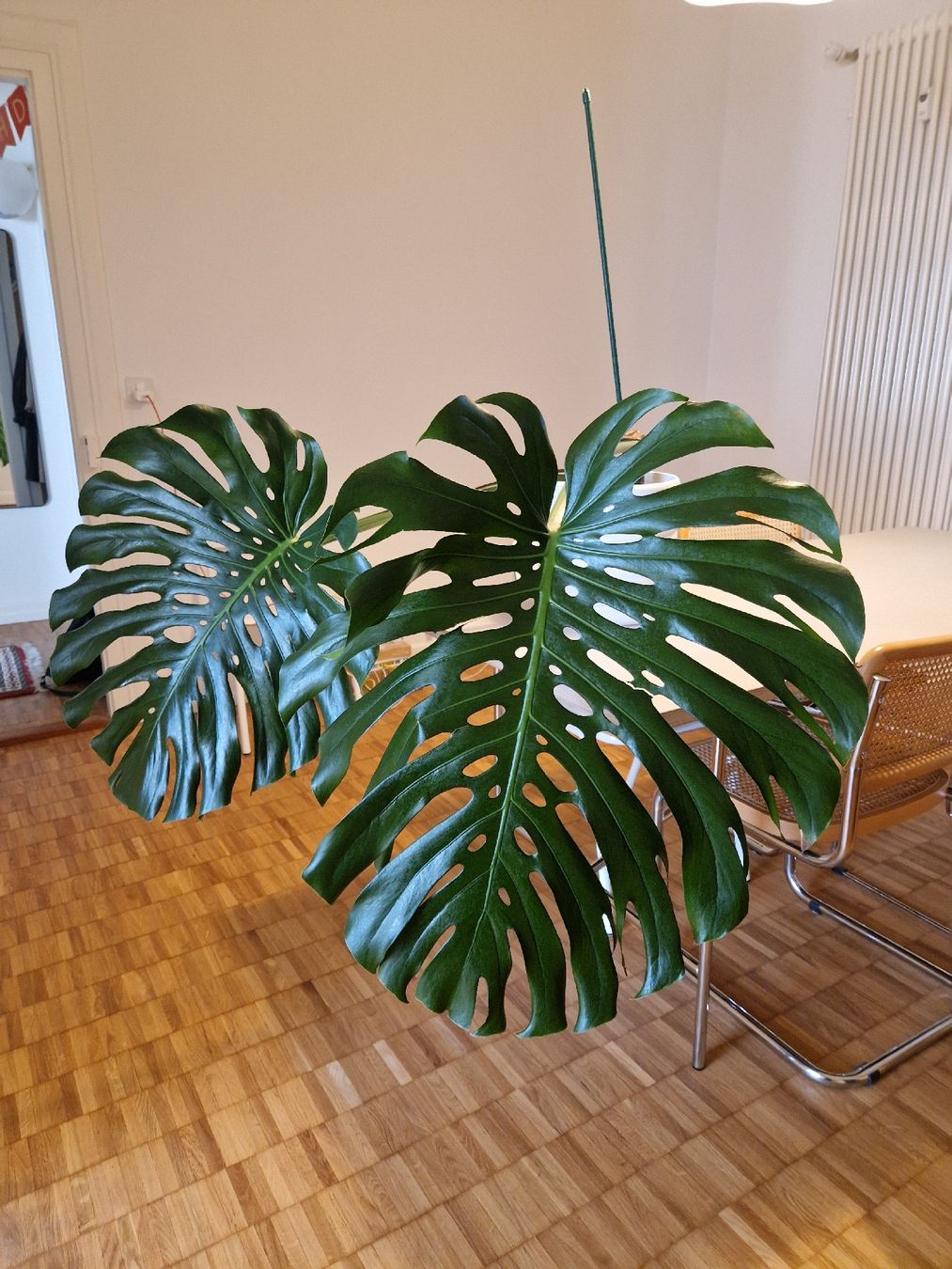 Pflanzen & Samen: Monstera Deliciosa Pflanze Large Form – Gebraucht aus Basel von Musawida