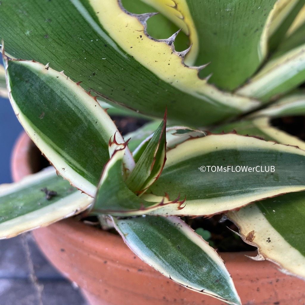 Piante & sementi: Agave Lophantha Variegata Quadricolor - top robust – Nuovo e nell'imballaggio originale da Adliswil venduto da astom369 9