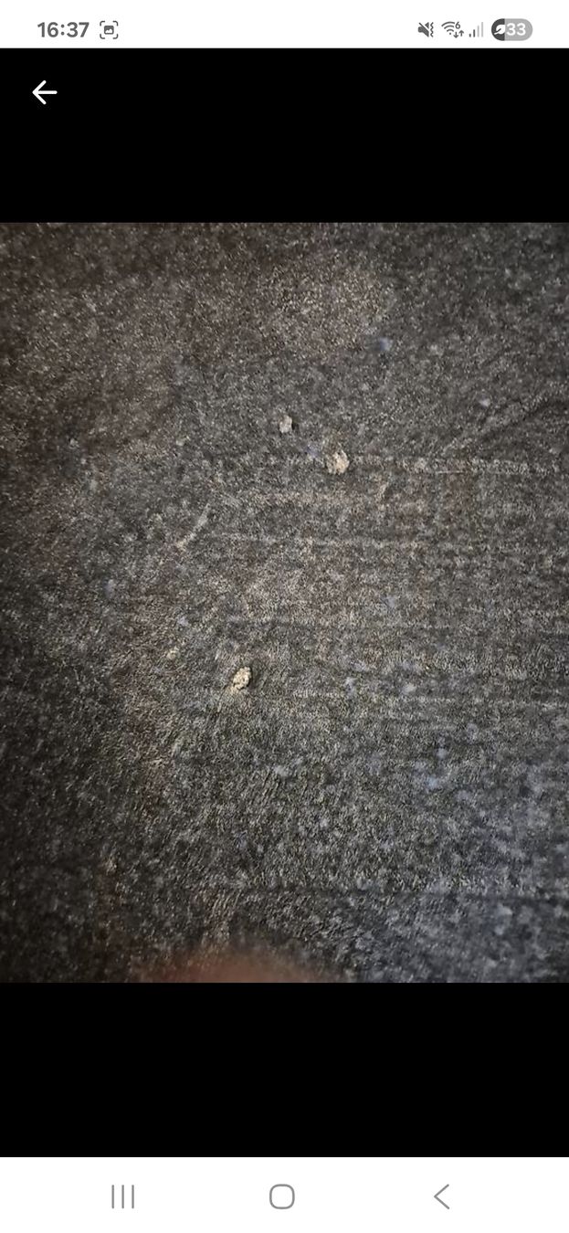 Tappeti: Blauer Teppich, Frühlings-Deal! – Usato da Zürich venduto da Drago670 4