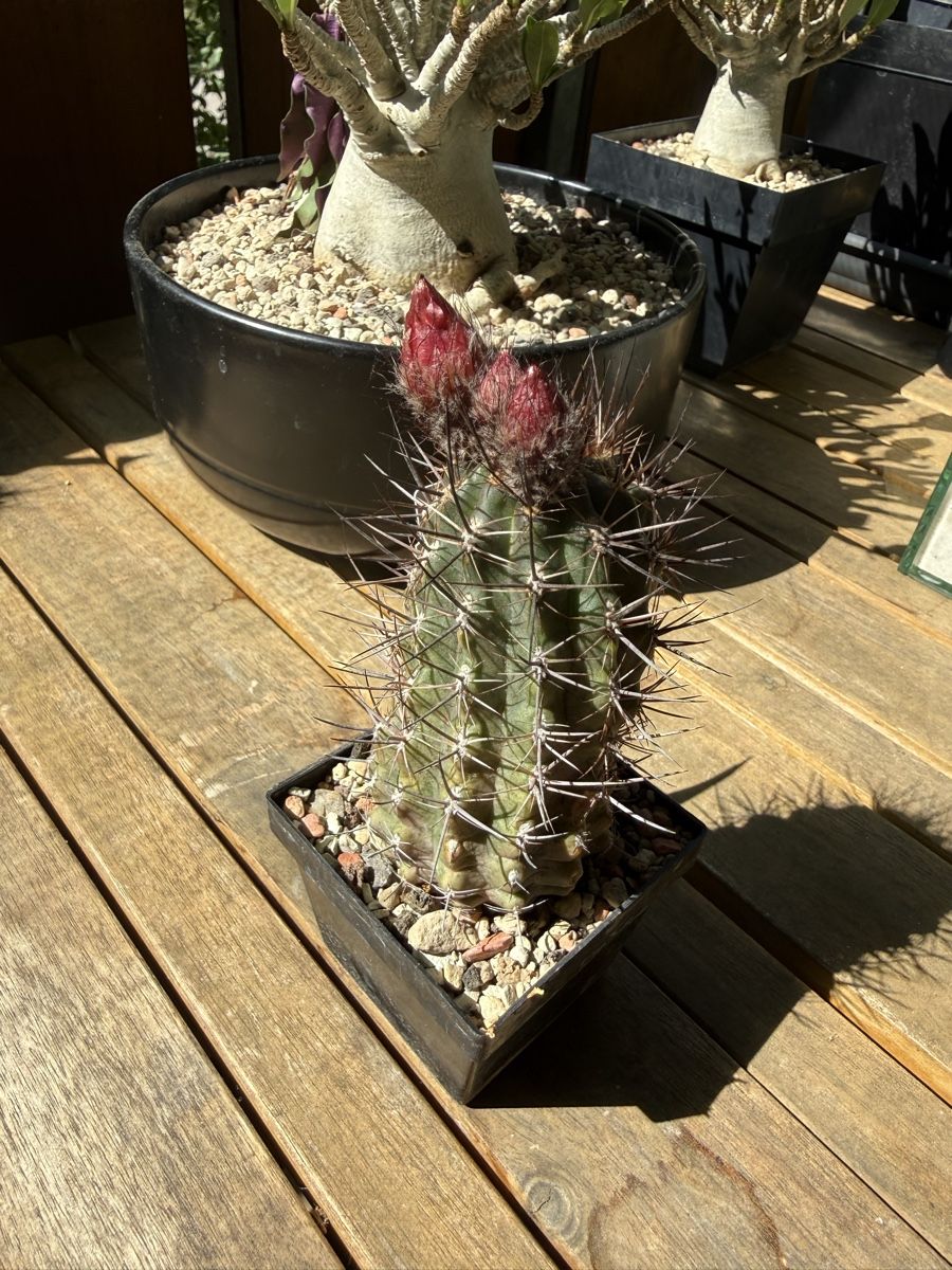Piante & sementi: Pyrrhocactus andreanus AW 283 – Usato da Rorbas venduto da SimS0n 4