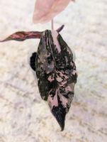 Alocasia Chantrieri Pink Variegata