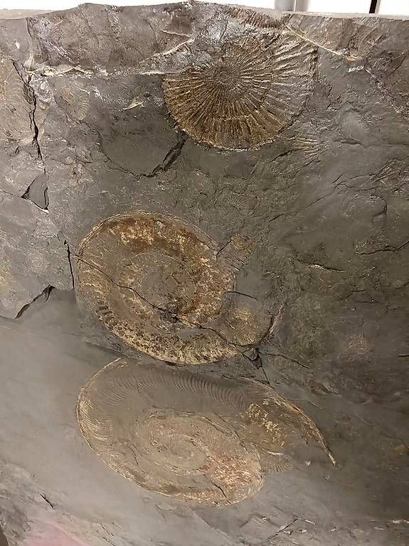 Fossili: Ammonitenplatte 90 x 70cm – Usato da Roggwil BE venduto da tho_6kyp 4
