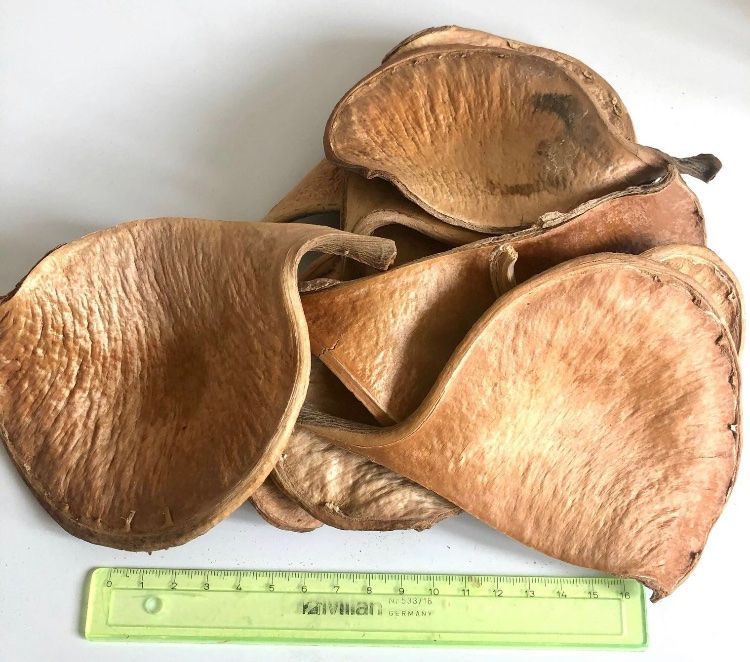 Elefantenohr-Zwiebeln 3 Stück - Winterharte Tropenpflanzen Für Garten & Topf