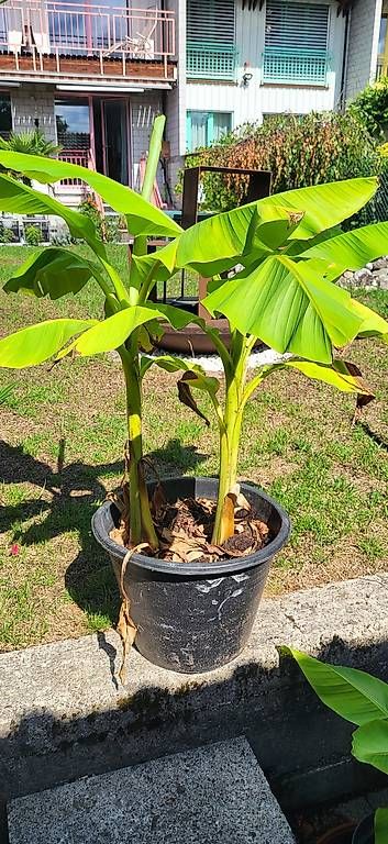 Piante & sementi: Doppel Bananenbaum  ca. 1m hoch – Nuovo (secondo la descrizione) da Wallisellen venduto da Eugenio
