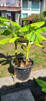 Doppel Bananenbaum  ca. 1m hoch
