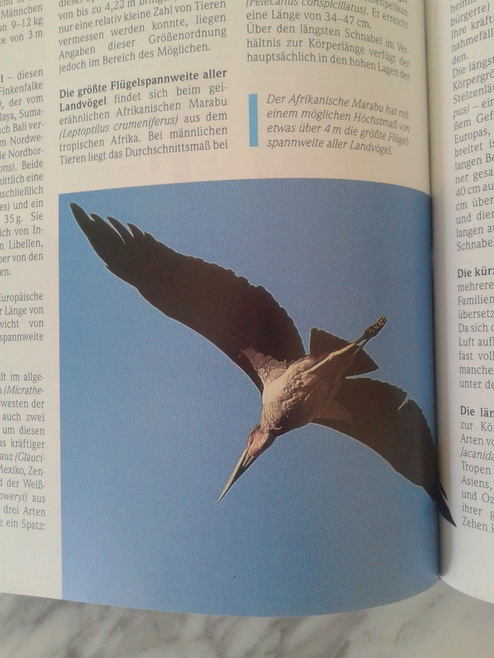 Libri: Bildband mit Text: "Guinness Buch der Tierrekorde"  NEU – Nuovo (secondo la descrizione) da Camorino venduto da Campellino 5