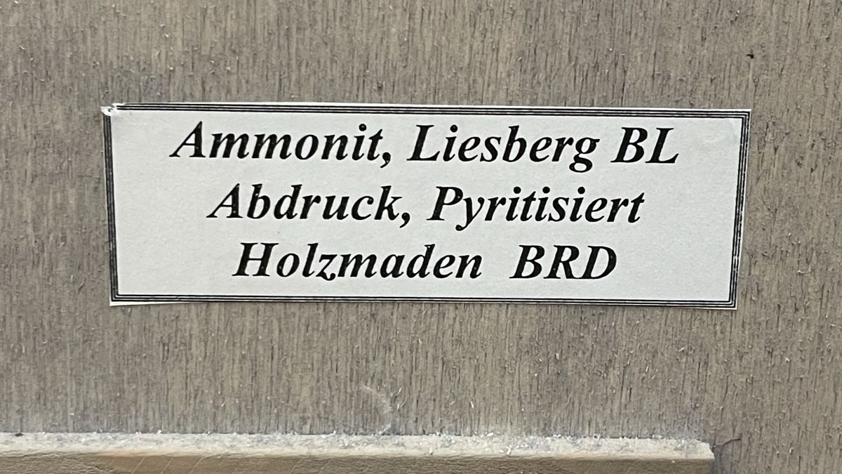 Foto & Immagini: Kunstbild Kunstwerk, Ammonit – Usato da Schönenbuch venduto da hug_f2ny 3
