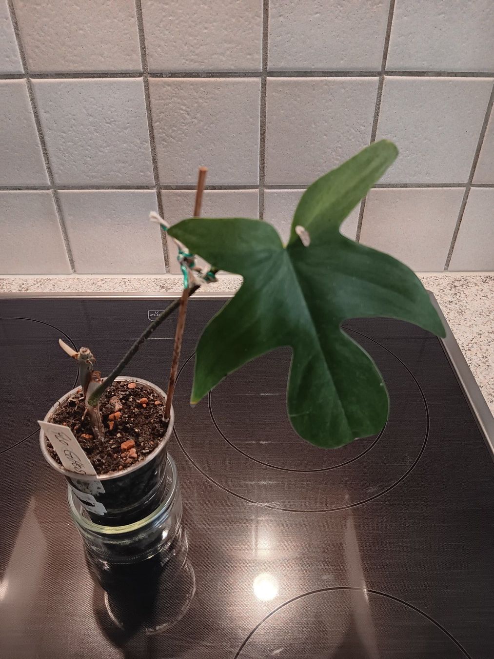 Pflanzen & Samen: Philodendron Florida Ghost – Gebraucht aus Neerach von Pudelmax