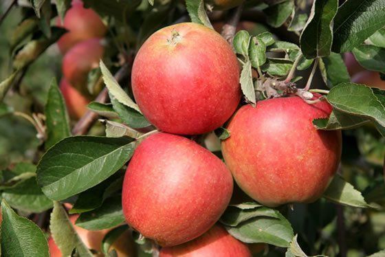 Pflanzen & Samen: Obstbäume / Obstbaum – Neu und originalverpackt aus Kleinwangen von obs_yb77 4