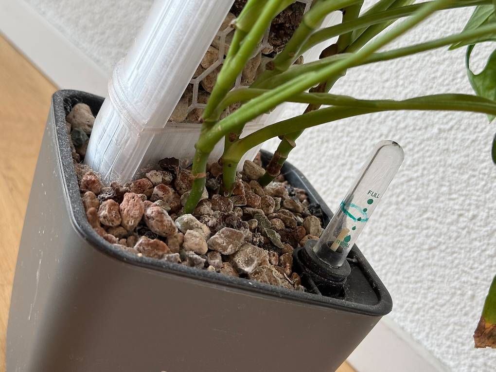 Pflanzen & Samen: Grosse Monstera Adansonii, 90cm, am Mosspole – Neu und originalverpackt aus Aadorf von Arkabraa 2