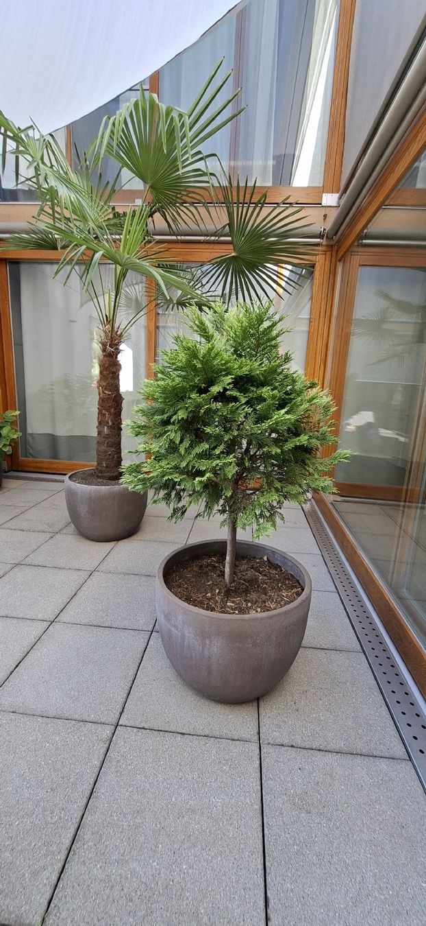 Plantes & graines: Thuja Lebensbaum mit Topf 46H 60 B – D'occasion à Riehen par Valflyfi 3
