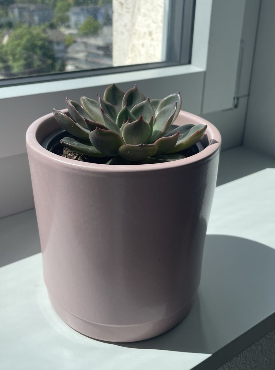 Piante & sementi: Echeveria succulent in pink ceramic pot – Usato da Uster venduto da momogarden 2